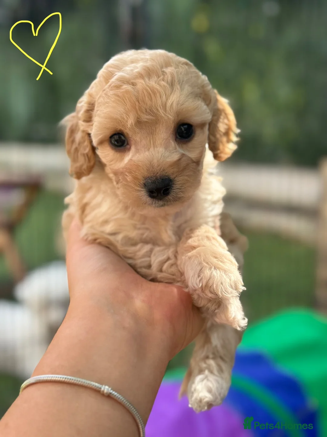 Cavapoochon dogs for sale:  Extensively health-tested parents 💫 - Advert 1