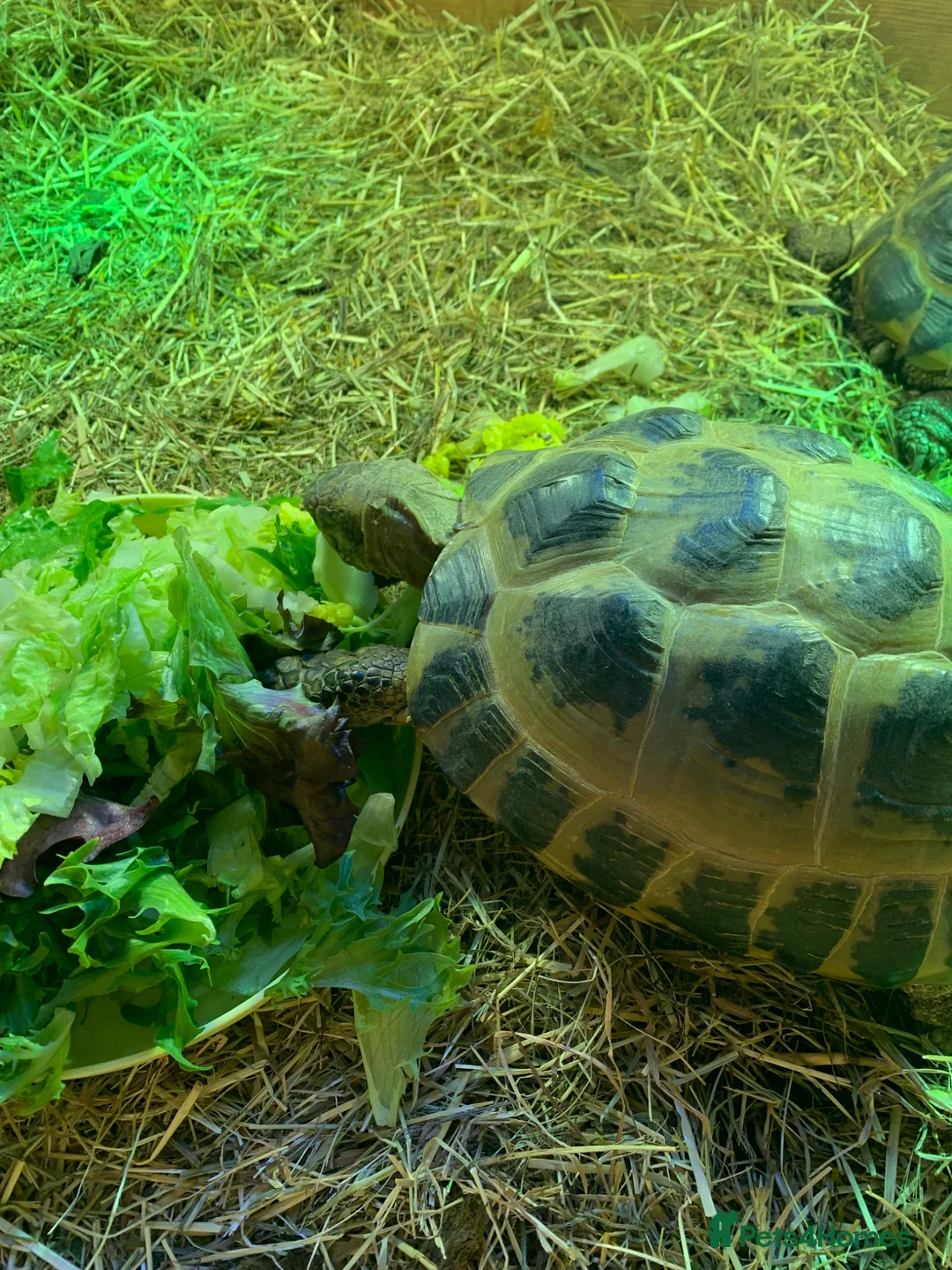 Tortoise reptiles for sale: 2 male 10 year old tortoises for sale  - Advert 1