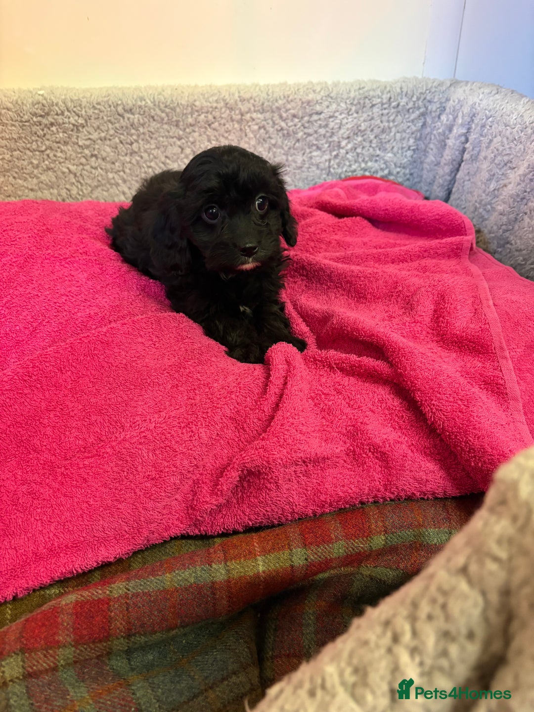 Cavapoo dogs for sale: F1 cavapoo  - Advert 6