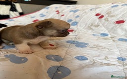 Chihuahua dogs for sale: Health tested & KC Reg Chocolate sable boy left! - Advert 8