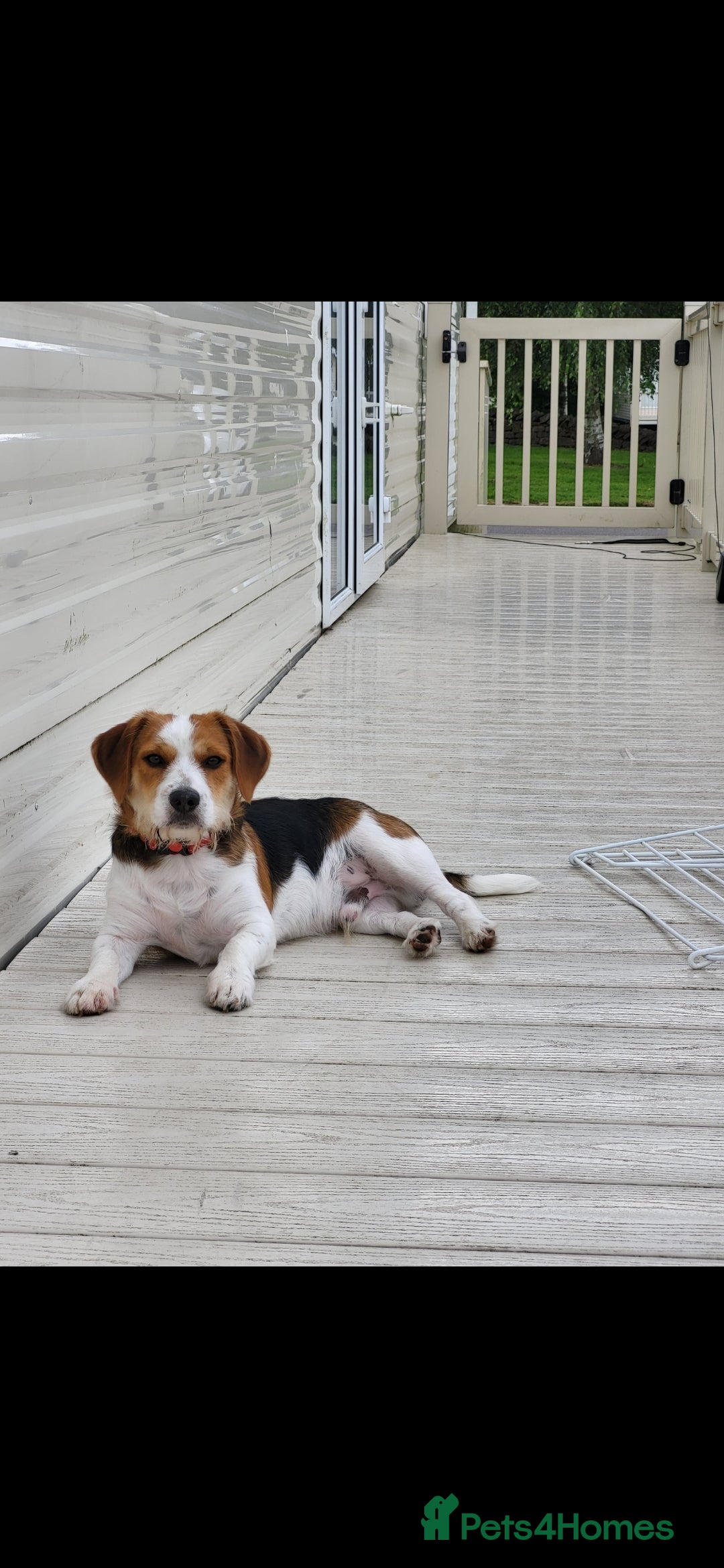 Mixed Breed dogs for sale: Dog for sale - Advert 2