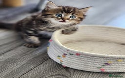 Ragdoll cats for sale: Ragdoll kittens - Image 13