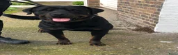 Rottweiler dogs for stud: Pure breed Rottweiler stud - Advert 1
