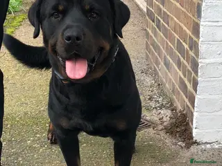 Rottweiler dogs Pure breed Rottweiler stud - Advert 6