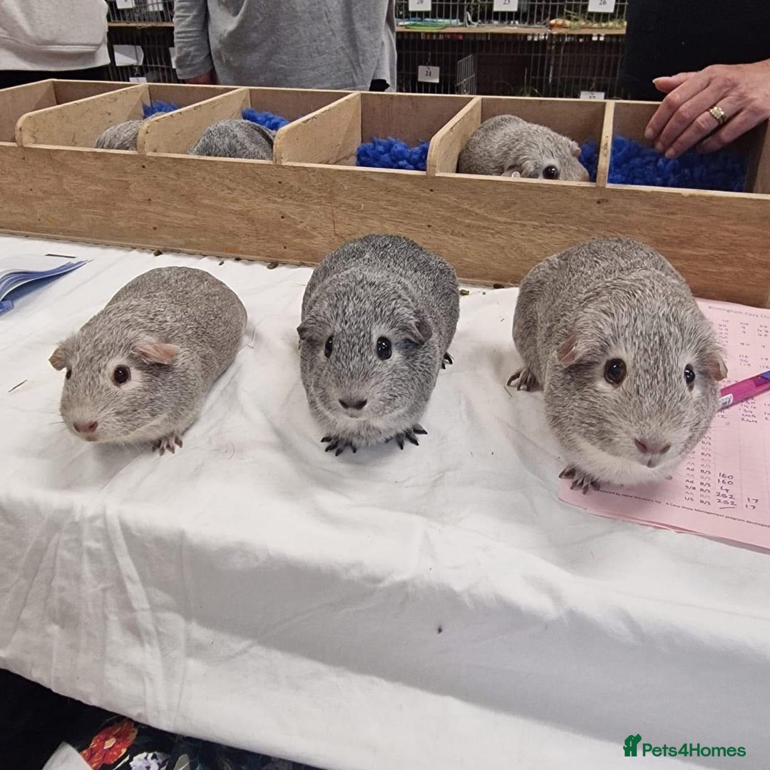 Guinea Pig rodents for sale: Lots of Guinea Pigs Always available!  - Image 26