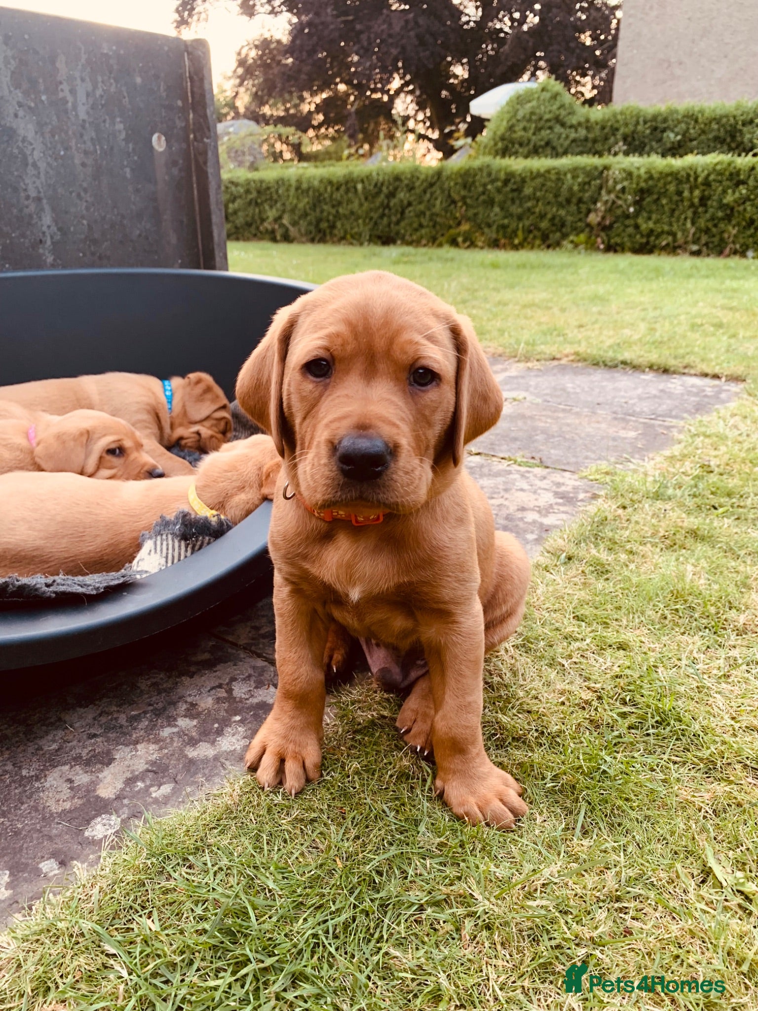Labrador Retriever dogs KC reg health-tested Fox Red lab pups home raised - Advert 5