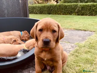 Labrador Retriever dogs KC reg health-tested Fox Red lab pups home raised - Advert 5