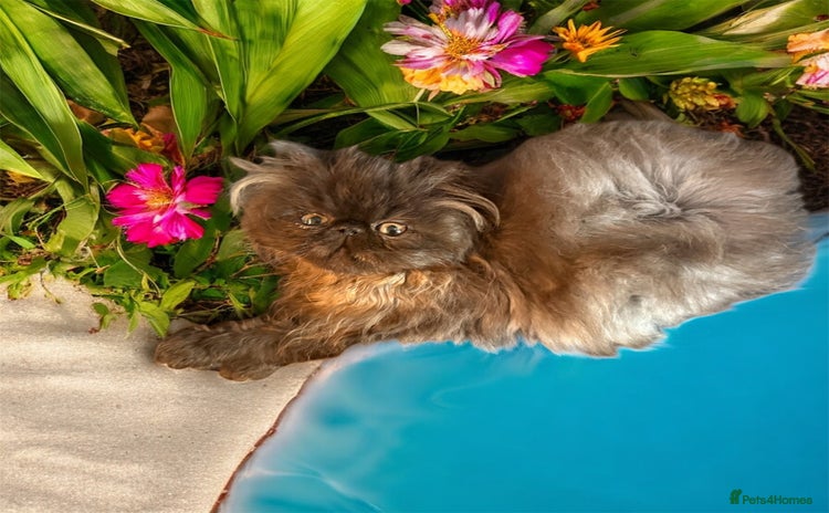 Persian cats - Advert 1