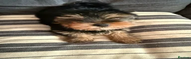 Yorkshire Terrier 2