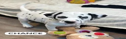 Dalmatian dogs for sale: KC Reg Dalmatian Puppies Black & Liver Ready Now - Advert 9