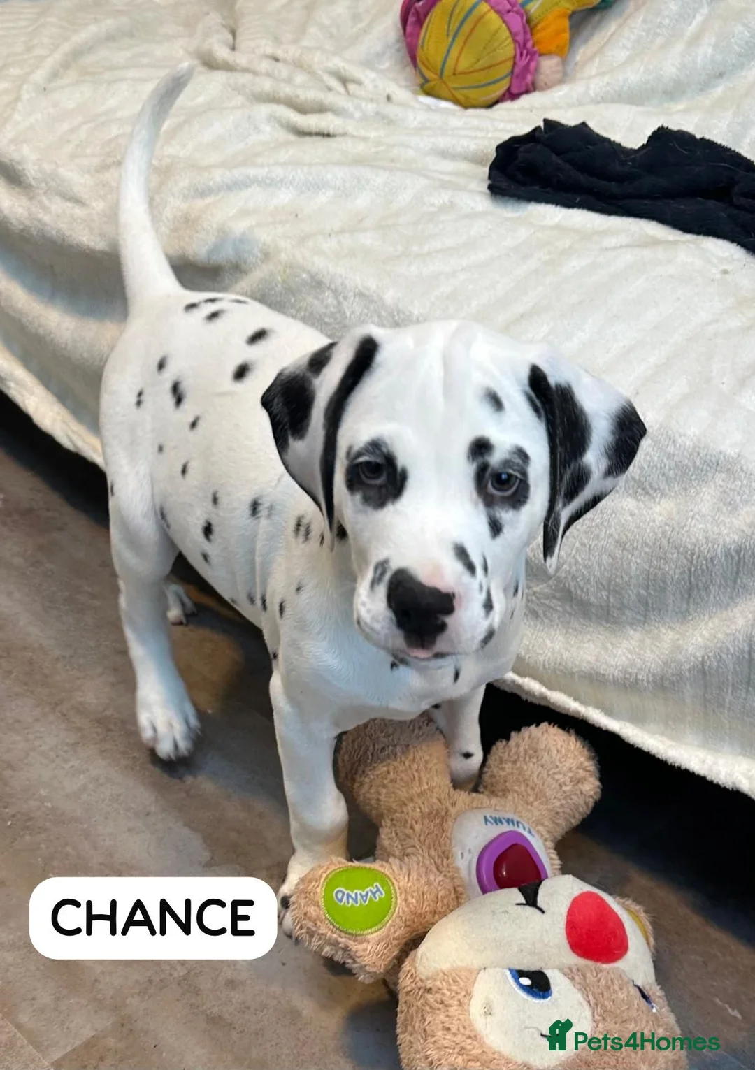 Dalmatian dogs for sale: KC Reg Dalmatian Puppies Black & Liver Ready Now - Advert 9