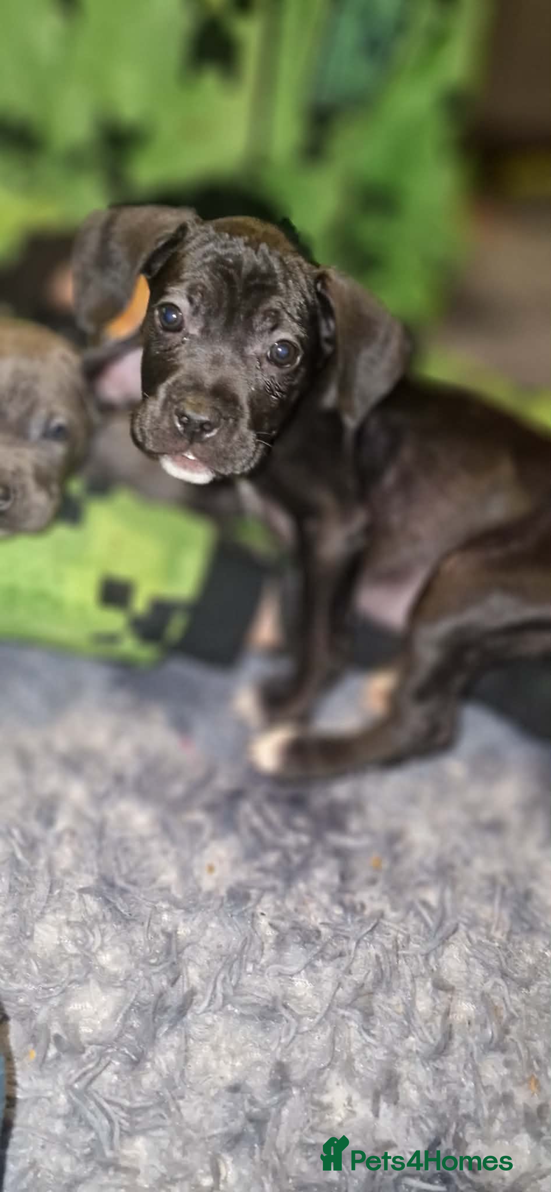 Mixed Breed dogs for sale: Cane corso hybrid - Advert 1