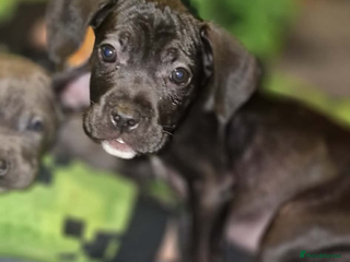 Mixed Breed dogs Cane corso hybrid - Advert 2