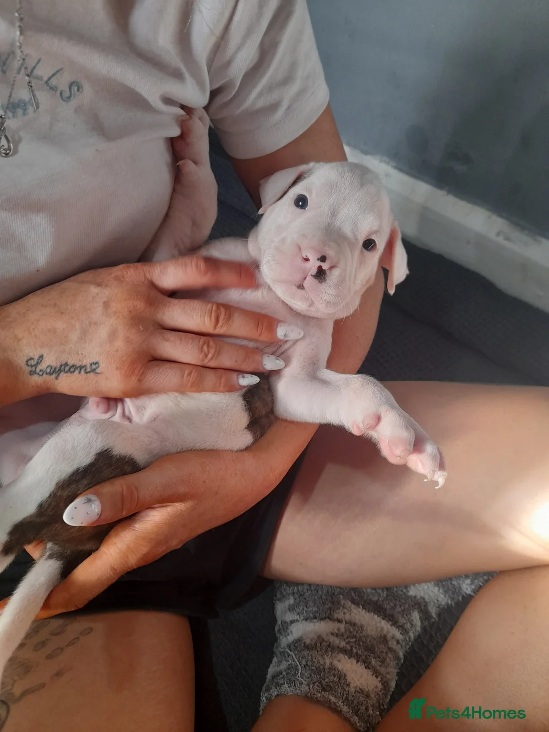 Mixed Breed dogs for sale: 1  left (boy) alpha blue bulldogs ready now - Advert 1