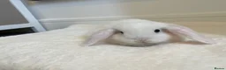 Mini Lop rabbits for sale: Baby Mini Lop Beautiful Girl  in Deal - Advert 6