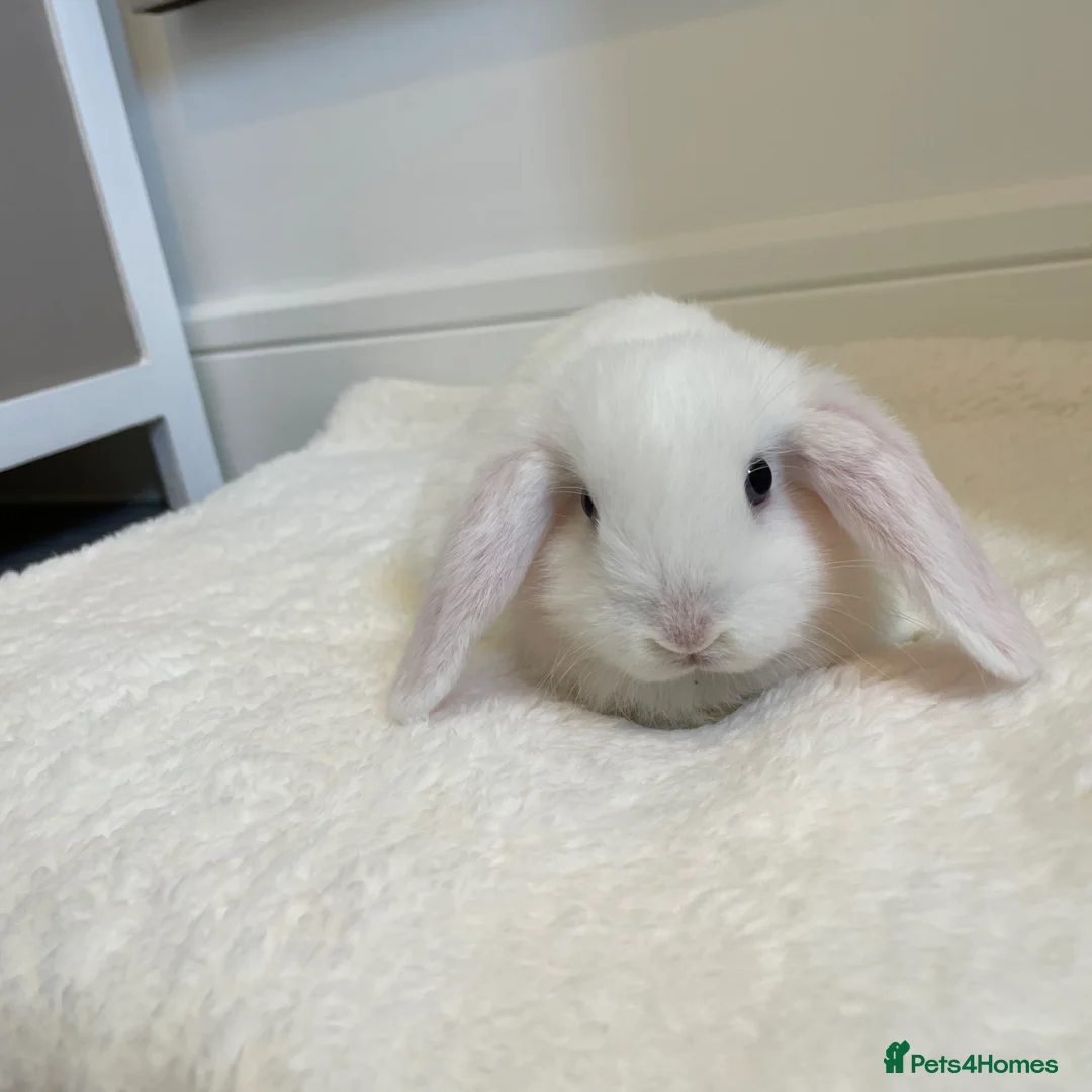 Mini Lop rabbits for sale: Baby Mini Lop Beautiful Girl  in Deal - Advert 6