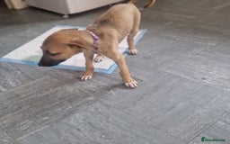 Mixed Breed dogs for sale: Lurcher puppies  - Image 3