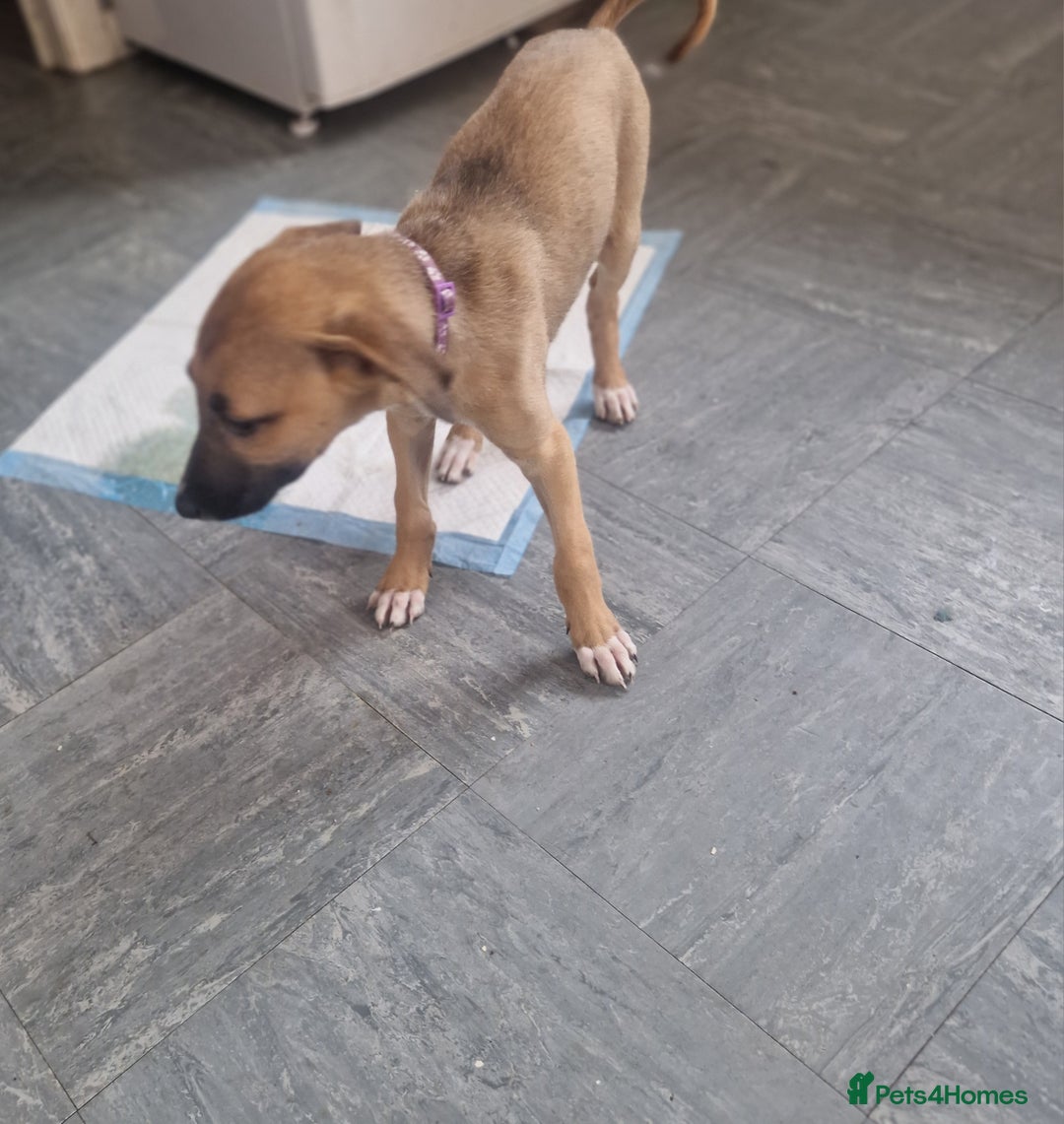 Mixed Breed dogs for sale: Lurcher puppies  - Image 3