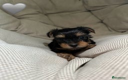 Yorkshire Terrier dogs for sale: Yorkies puppies  - Image 9