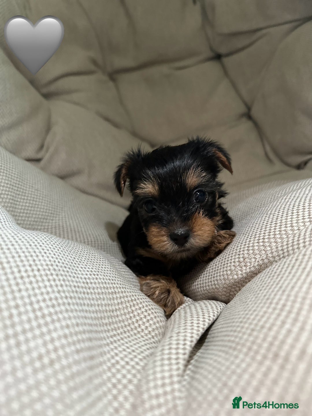 Yorkshire Terrier dogs for sale: Yorkies puppies  - Image 9