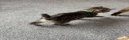 Mixed Breed cats for sale: 2 gorgeous tabby boys in Chorley - Advert 7