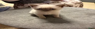 British Shorthair 1