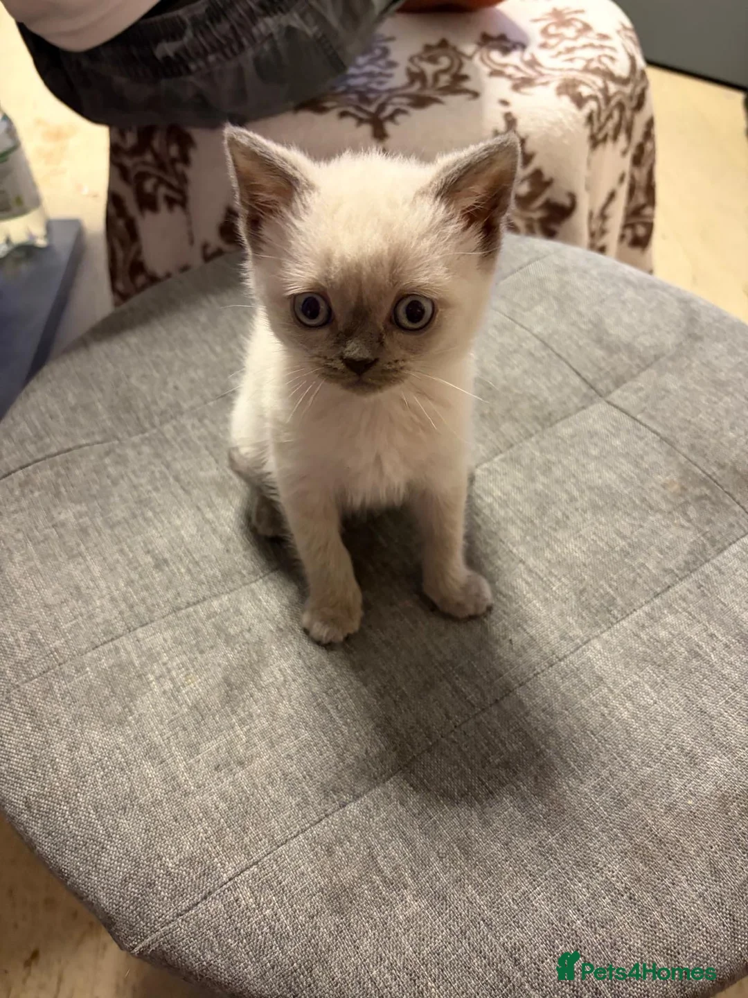 British Shorthair cats for sale: Beauty Blue British Shorthair champion bloodline - Advert 2