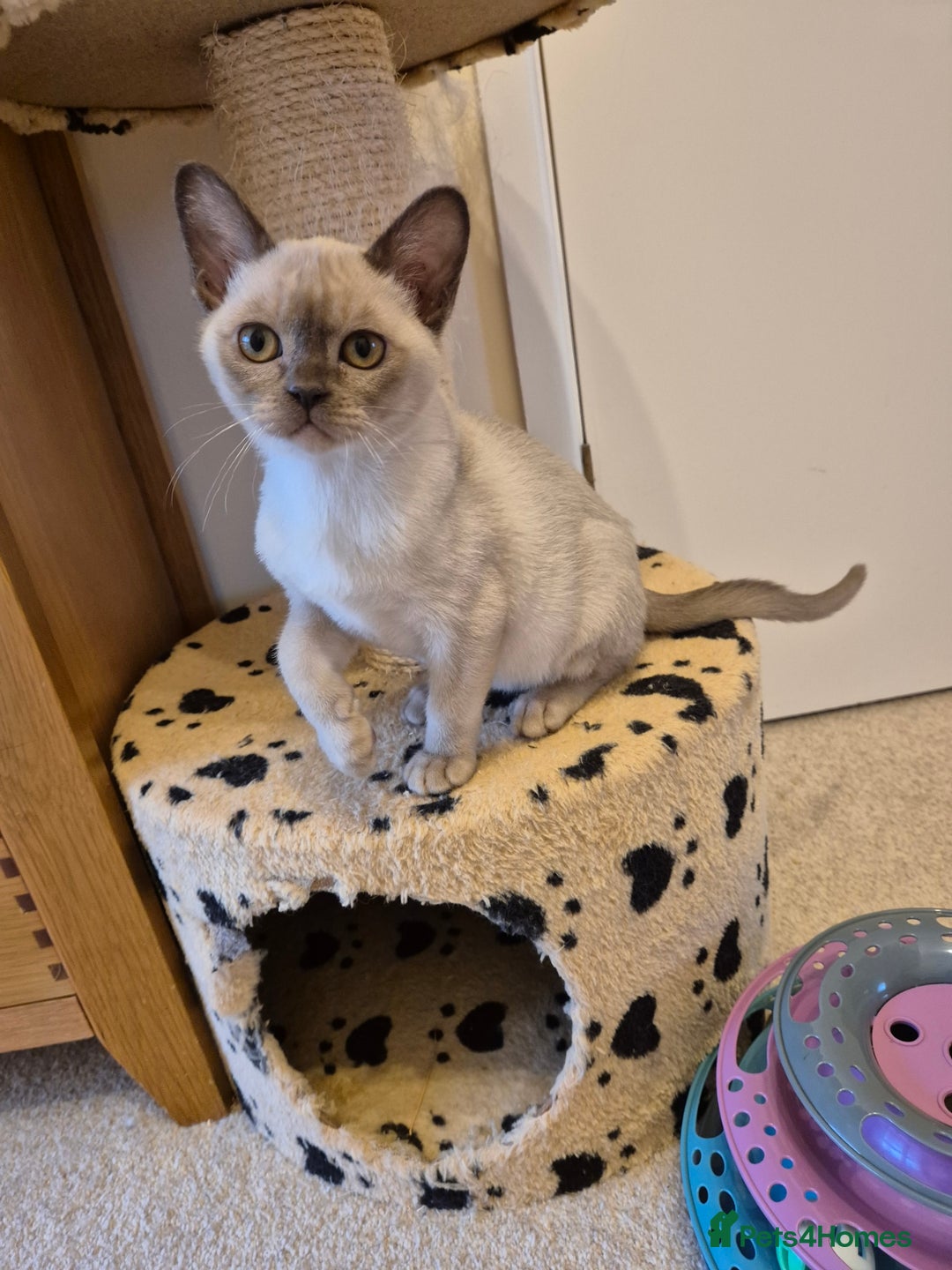 Burmese cats for sale: Beautiful Chocolate Female Burmese Kitten - Advert 2