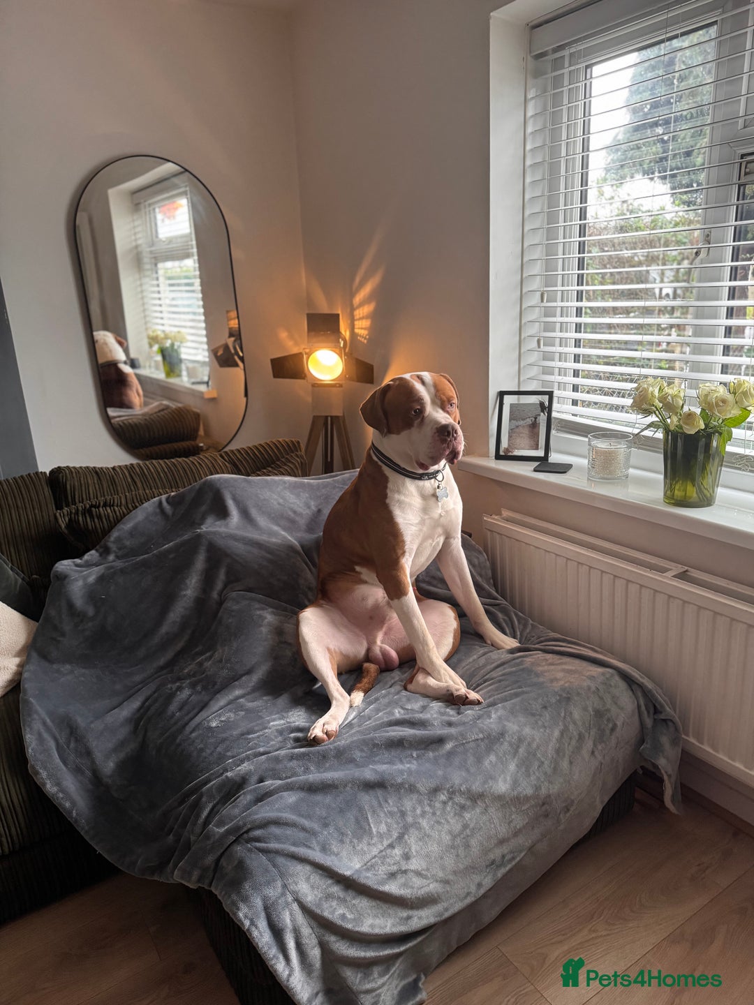 Mixed Breed dogs for sale: Boysie - Advert 2