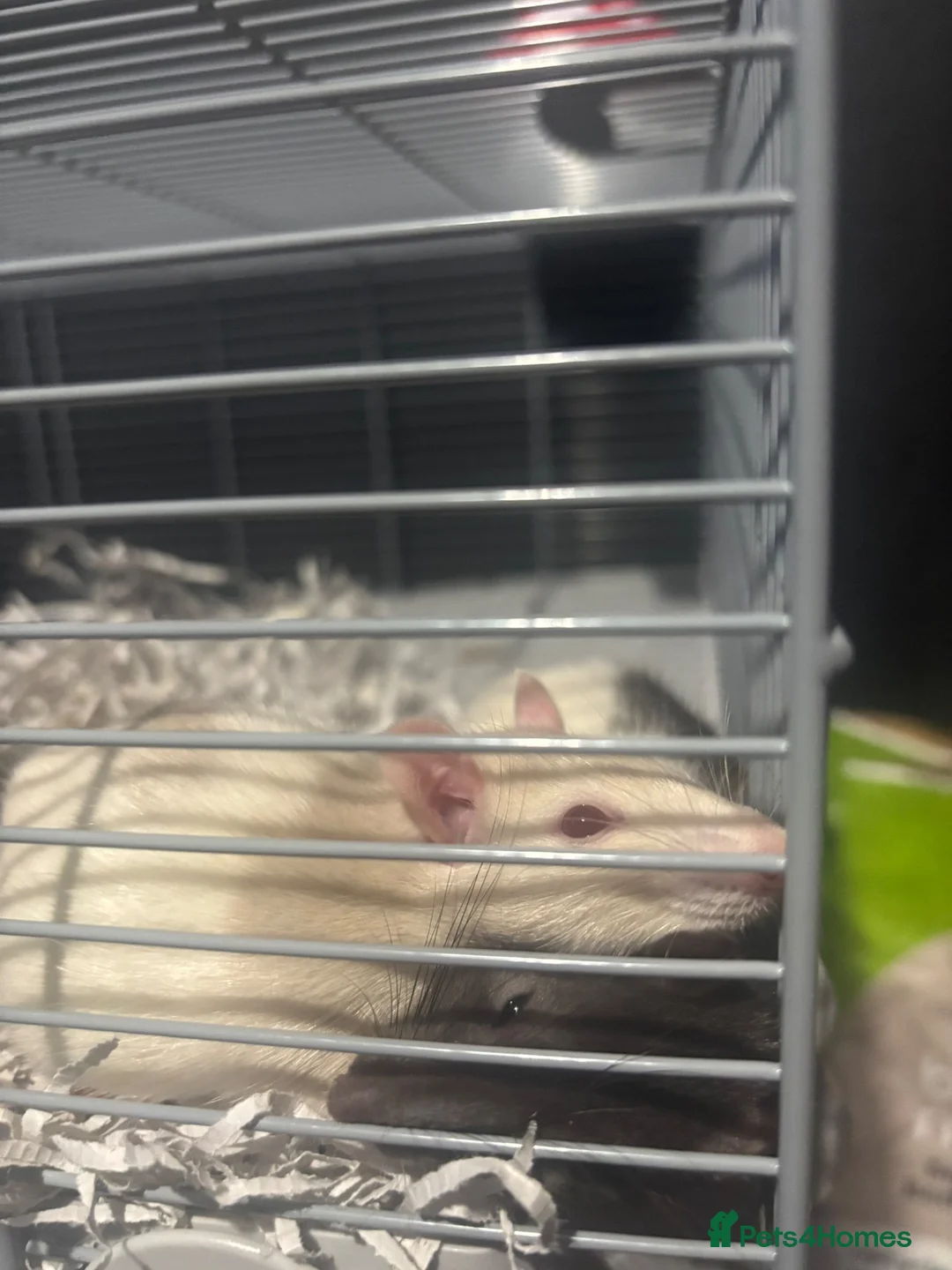 Rat rodents for sale: 2 male rats  in Musselburgh - Advert 1