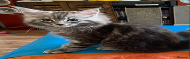 Maine Coon 1