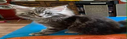 Maine Coon cats for sale: Pure breed maine coon kittens for sale  - Advert 4