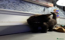 Domestic Shorthair cats for sale: Five lovely kittens for sall - Image 3