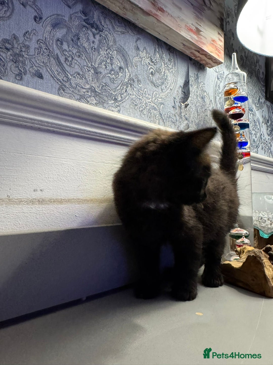 Domestic Shorthair cats for sale: Five lovely kittens for sall - Image 3