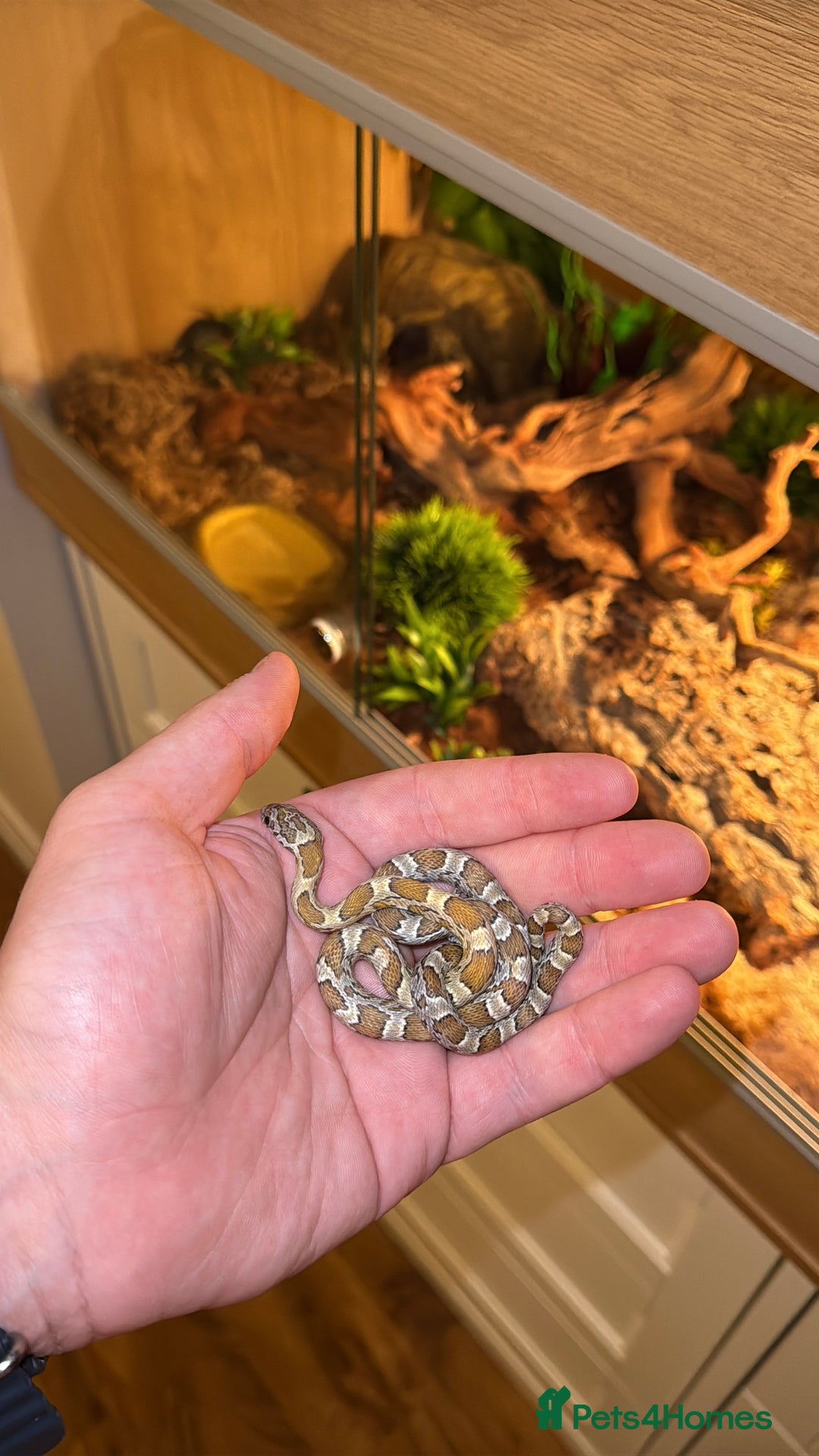 Corn Snake reptiles for sale: Corn snake for sale - Hyde, Manchester - Advert 1