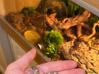 Corn Snake reptiles Corn snake for sale - Hyde, Manchester - Advert 1