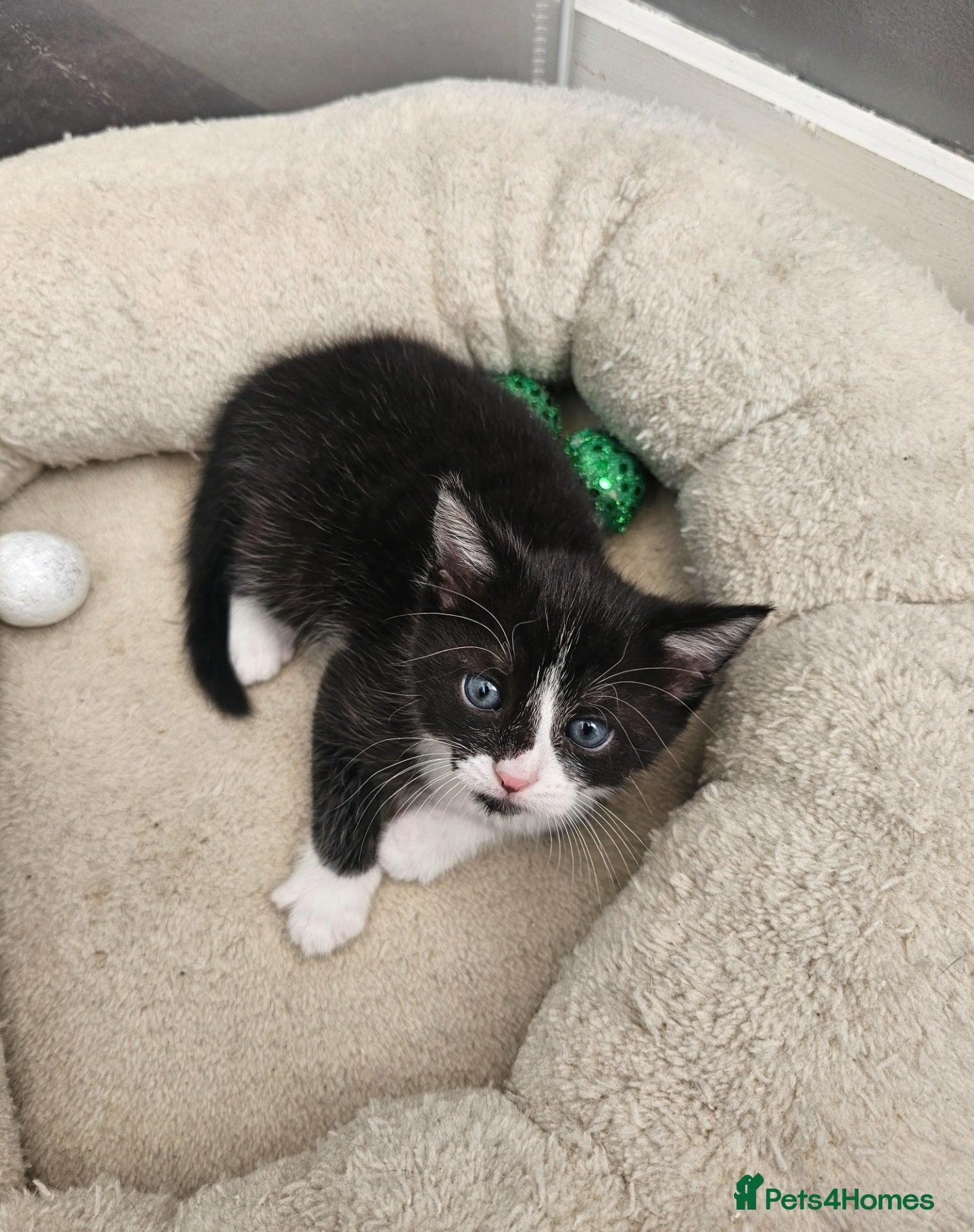 Mixed Breed cats Adorabile kittens boys for sale  - Advert 2