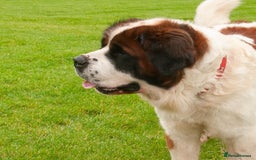 Saint Bernard dogs for stud: St Bernard for stud - Image 4