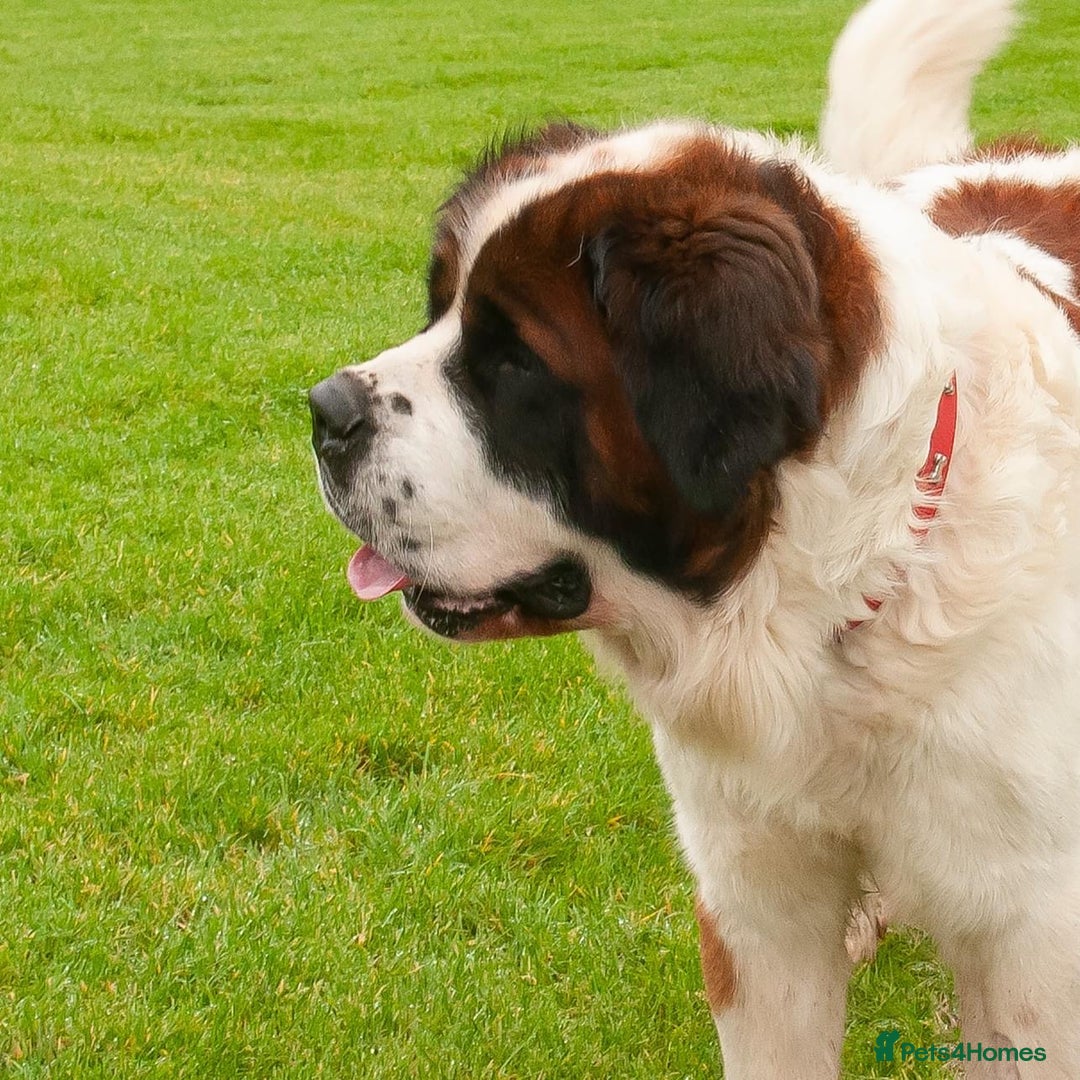 Saint Bernard dogs for stud: St Bernard for stud - Image 4