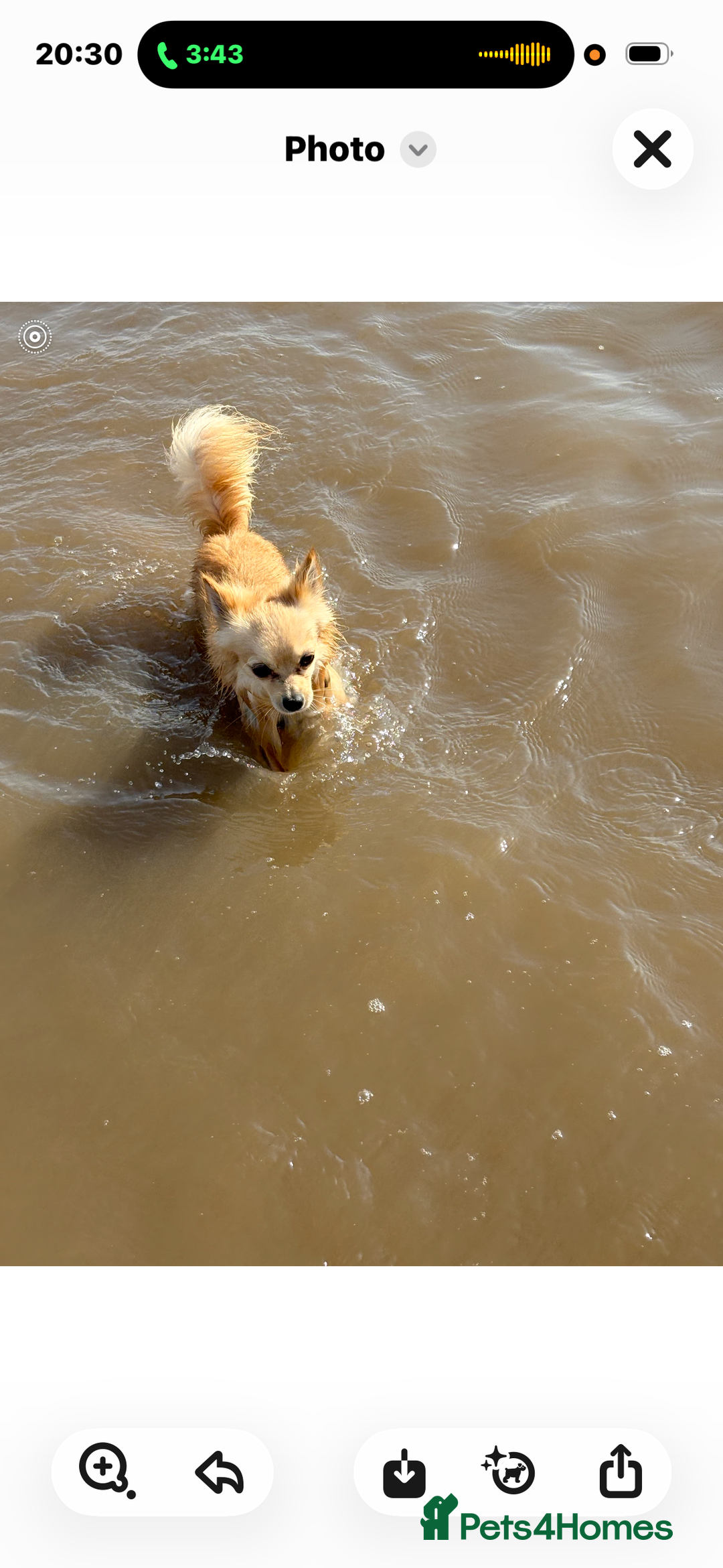 Chihuahua dogs for sale: chocolate boy black n tan boy creamish girl  - Advert 26