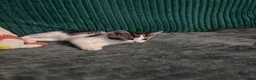 Mixed Breed cats for sale: Boy kitten - Advert 4