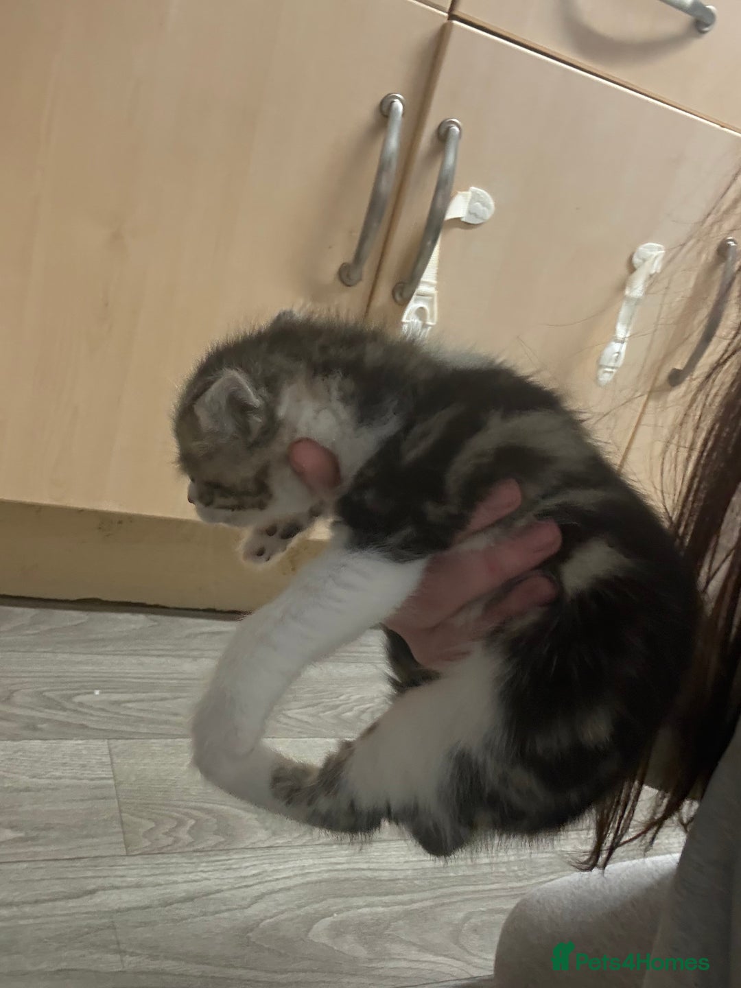 Mixed Breed cats for sale: 4 beautiful kitty’s for sale  - Advert 13