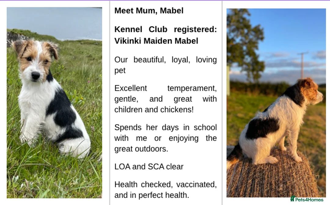 Parson Russell dogs for sale: Parson Terrier Puppies - rough coated - Advert 3