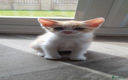 Mixed Breed cats for sale: 3 mixed breed kittens available  - Image 7