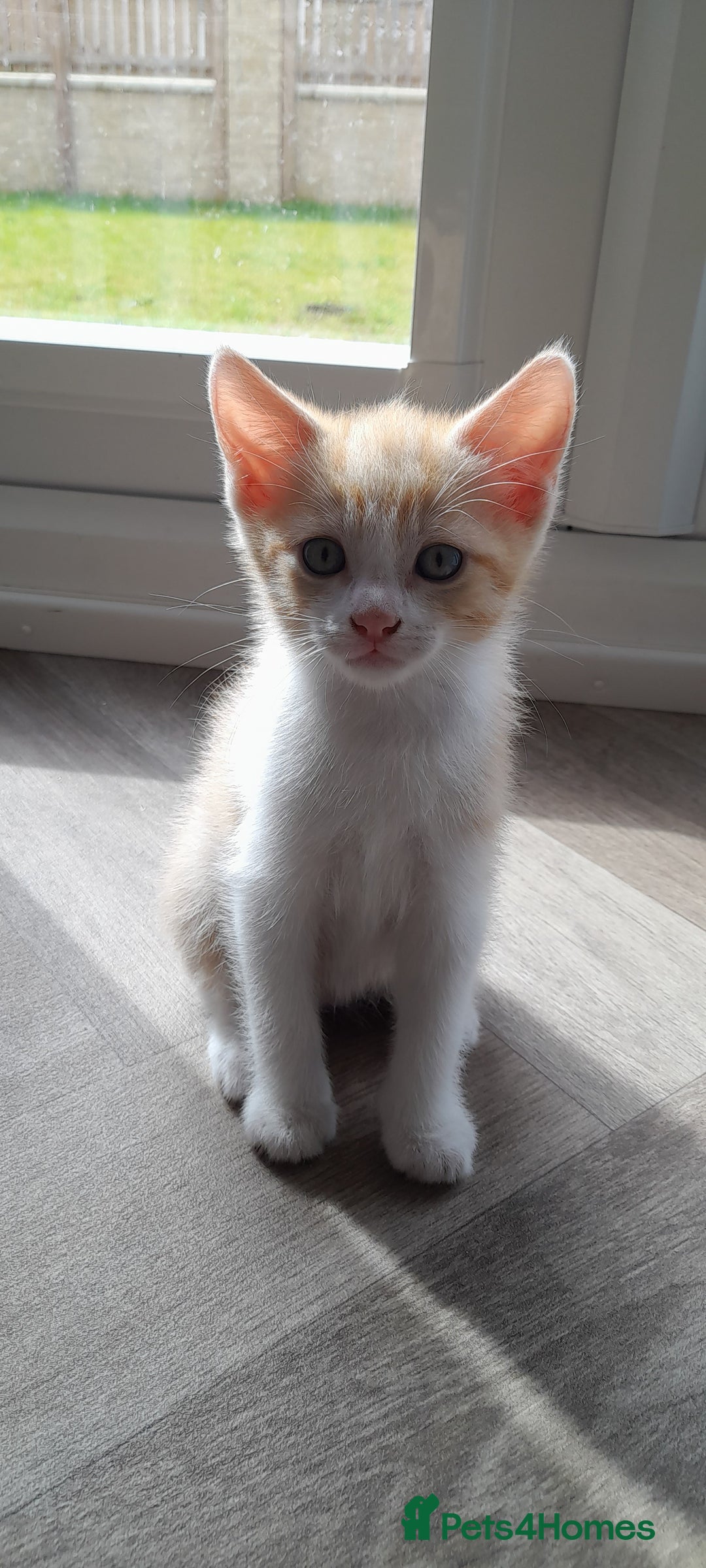 Mixed Breed cats for sale: 3 mixed breed kittens available  - Image 7