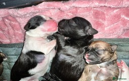 Mixed Breed dogs for sale: Shih tzu x Bichion  - Image 7