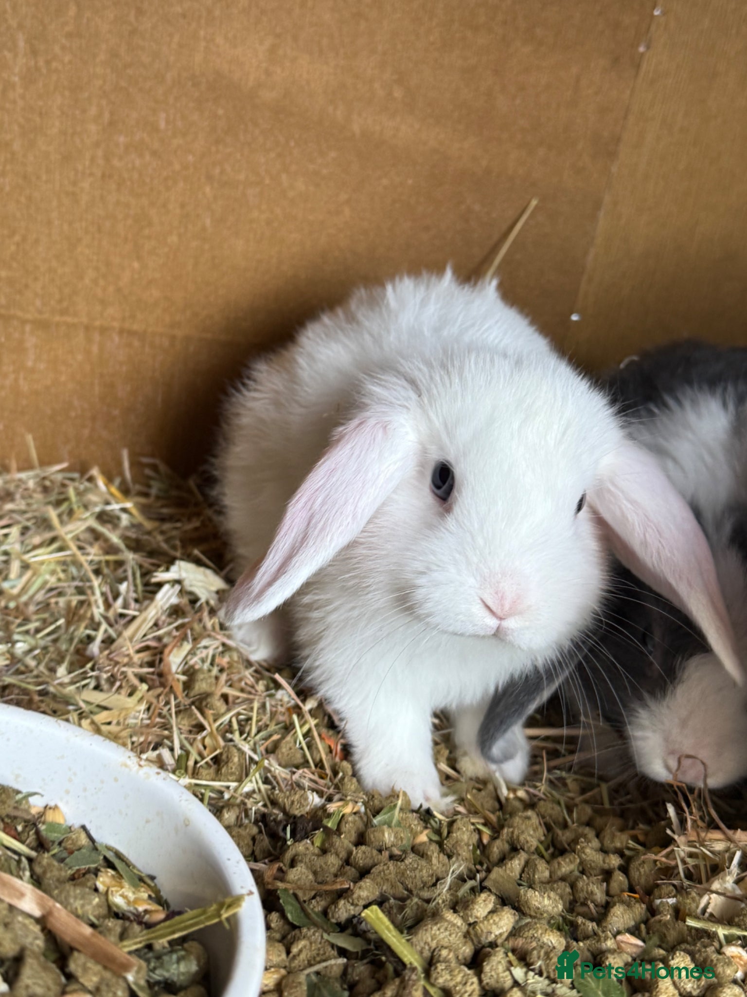 Mini Lop rabbits Mini lop bunnies.  - Advert 5