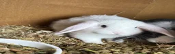 Mini Lop rabbits for sale: Mini lop bunnies.  - Advert 5