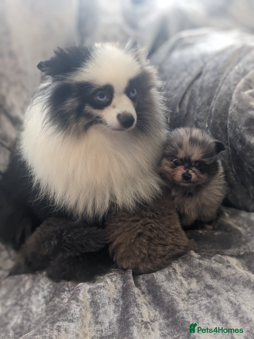 Pomeranian dogs for sale: Pomeranian puppies mixed colours  - Image 15