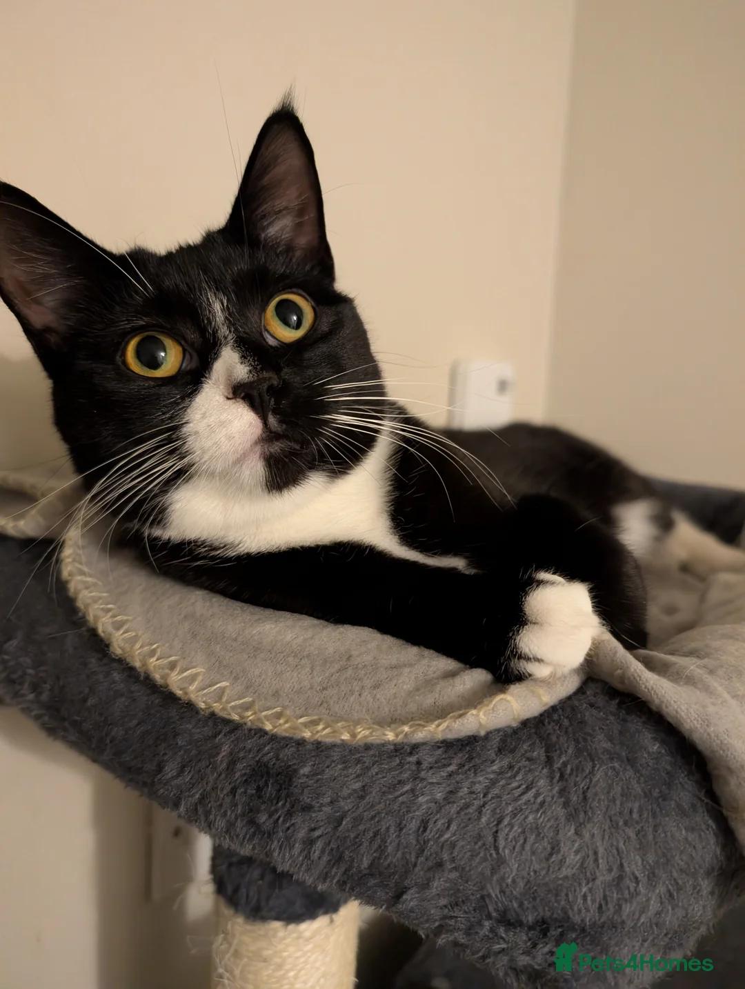 Mixed Breed cats for sale: Black and white female cat  - Advert 4